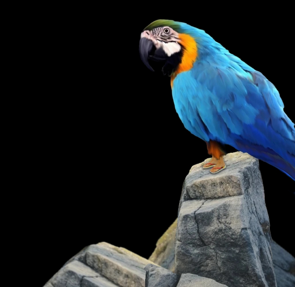 Macaw Image