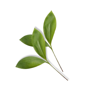 Side Leaves