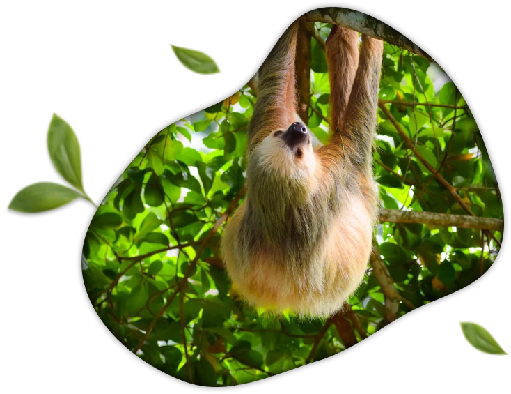 Sloth Image